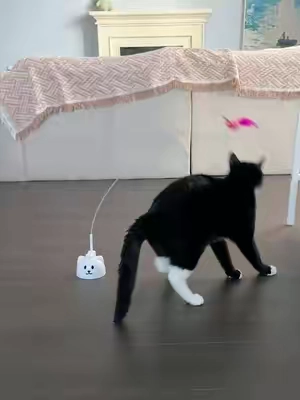 Indoor Cats Need More Than Food and Naps#catpick  #catmoms   #catsofttiktok  #cattoy   #pettoys 