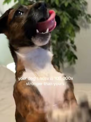 your dog’s nose can detect something yours can’t and that’s the whole problem 👃 #dogmom #urinestop #housetraining #DogTraining #puppytraining 