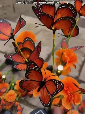 Tal vez recordar también sea una forma de volver a encontrarnos. 🦋🧡
#Recuerdos #DiaDeMuertos #MariposaMonarca #AmorEterno #Ofrenda