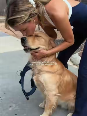walks be hittin' different when you both can enjoy em' 🐶🐾🙌🏼 #goldenretriever #wearedogfriendlyco #tiktokshopsummersale #tiktokshopcreatorpicks 