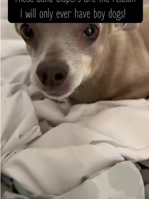 If you have a male dog that marks or has accidents, this wrap helps keep your home cleaner while keeping your pup comfortable. #DogMom #PetMustHave #DogOwner #PetFinds #DogEssentials