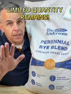 🔥 SELLING FAST! 🏃‍♂️🏃‍♂️The Andersons Perennial Rye Blend Premium Grass Seed  Description *   Deep green color *   Disease resistant *   Better cold tolerance *   Excellent density *   Ideal for overseeding applications *   Can be used in both cool-season and warm-season turf locations *   Contains 0.00% weed seed  A low-input, A-LIST Seed #lawncare #lawn #lawntok  @Andersons Lawn  #creatorsearchinsights #lawnfixing 