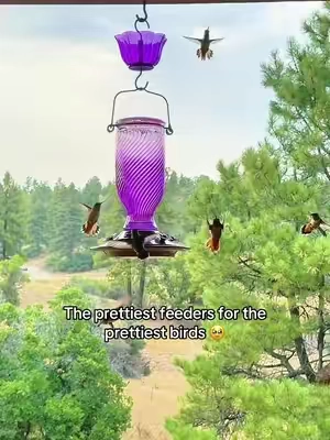 They’re hot, tired, and hungry. We’ve had a very firy summer so far, with no end in sight. Make sure to feed your hummingbirds to help they stay alive 😭 @KINGSYARD.global #hummingbird #hummingbirds #hummingbirdfeeder #hummingbirdsoftiktok #birdfeeder 