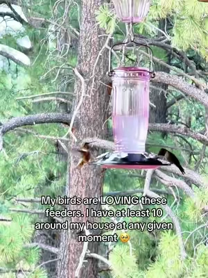 Such cool little creatures 🥲 they’re tired, hot, and hungry with how dry and firy our summer has been 😭 keeping me out of sugar but I’ll feed them for as long as they’re around @KINGSYARD.global #hummingbird #hummingbirds #hummingbirdfeeder #hummingbirdsoftiktok #birdfeeding 
