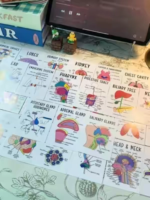 Color-coded human anatomy flash cards for UNDER $3?! These make memorizing muscles, organ's, and body systems SO much easier. If you're in bio, pre-nursing, or just love a good study hack... you need these. Study smarter, not harder! #anatomy #anatomyflashcards #studytok #studywithme #prehealth