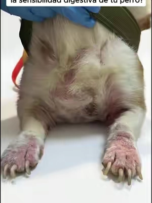 #TikTokShopBackToSchool #pet 