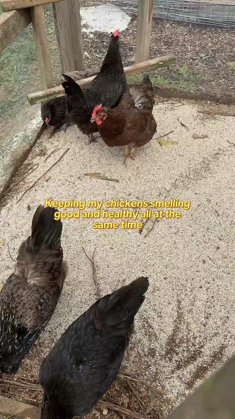 We all know how stinky chickens can get and how bad the flies and bugs are, this spray has literally helped reduce the flies, fleas, and mites all while smelling freaking amazing. I’m obsessed with this if you own chickens, definitely try this one out. ##backyardchickens##chickensoftiktok##homesteading##homesteader##chickencoop 