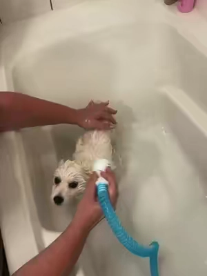 This makes it so much easier! #dogbath #kobetheeski #americaneskimo #PetsOfTikTok #dogfluencer 