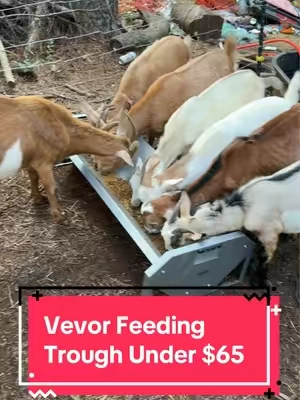 This Vevor Feeding Trough is currently on sale making it a great time to go ahead and get it! ##vevor##goatstuff##homesteading##tiktokshopcreatorpicks##tiktokshopsummerpicks