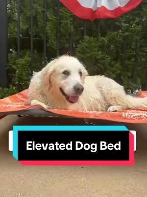 I wish we found this chair sooner! Fit for a Queen. Only the best for my girl 👑 🐶 #elevateddogbed #dogsoftiktok #dogaccessories #summerdog #dogmom  