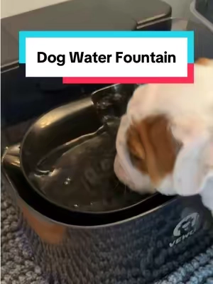 All the dogs love this water bowl! #dogwater #dogwaterfountain #dogfountain #petwaterfountain #petfountain 