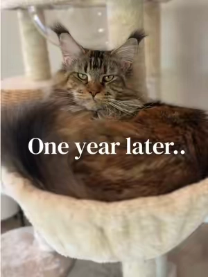 It’s been a year, and I still recommend this cat tree. If you’re looking for quality, great looks, and something your cats will actually use, this is definitely one to check out. #catree #catfurniture #catsoftiktok  @Yaheetech Shop 