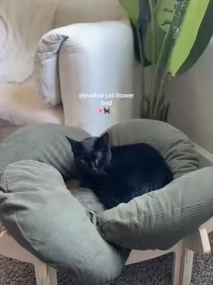 tell me this isn’t the cutest little cat couch you’ve ever seen #catsoftiktok #catbed #catfinds #tiktokshopfinds #pethome