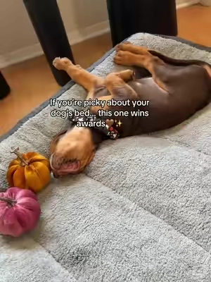 This dog bed takes comfort and orthopedic support to another level, our dogs are obsessed🙌🐾#dogbed #dogparents #orthopedicdogbed #tiktokshopcreatorpicks #dogmusthaves 