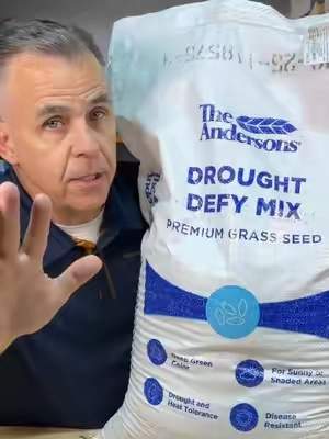 🔥 SELLING FAST! The Andersons Drought Defy Premium Cool-Season Grass Seed Mix. Description *   Fescue, Kentucky Bluegrass and Perennial Rye Blend *   Ideal for transition zones and cool-season turf locations *   Excellent drought and heat tolerance once established *   99.9% weed seed-tree *   For sunny or shaded areas *   Deep green color, improved disease resistance and extreme wear tolerance once established #creatorsearchinsights #summervibes #dealsforyoudays   @Andersons Lawn  #creatorsearchinsights #lawnfixing 