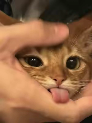 bg: @lexaasmr #zyxcba #waxcracking #kitty #VoiceEffects #trolling 