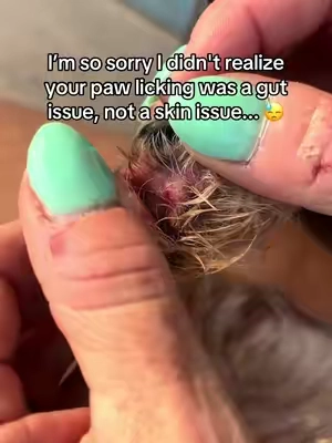 My dogs paw licking only went away when we finally addressed the REAL underlying issue #dogprobiotic #dogpawlicking #doglicking #probioticchewsfordogs 