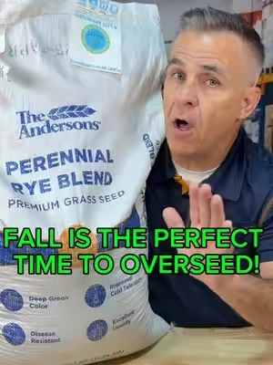🔥 SELLING FAST!! 🏃‍♂️The Andersons Perennial Rye Blend Premium Grass Seed  Description *   Deep green color *   Disease resistant *   Better cold tolerance *   Excellent density *   Ideal for overseeding applications *   Can be used in both cool-season and warm-season turf locations *   Contains 0.00% weed seed  A low-input, A-LIST Seed #lawncare #lawn #lawntok  @Andersons Lawn  #creatorsearchinsights #lawnfixing 