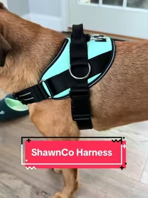 I LOVE this harness, and my dog does too! 🐶🦮 #dogessentials #dogparents #tiktokshopcreatorpicks #dogharness #nopullharness 