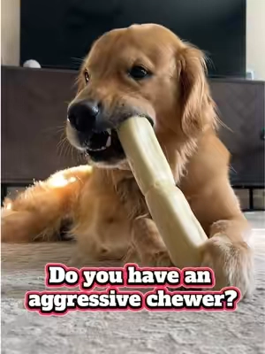 Do you have an aggressive chewer? I have found the perfect treat for you. It’s 100% natural dental support. It helps fights tartar, and plaque. It’s made with grass fed beef. It’s long lasting. There are three massive treats in one bag. They’re selling off the shelf. Get them today before they sell out. Click the shopping cart on the video.  Shout out to @Wild Wolf Bully Sticks for these amazing treats. #dogtreat #aggressivechewer #dogsoftiktok #cutestdog 