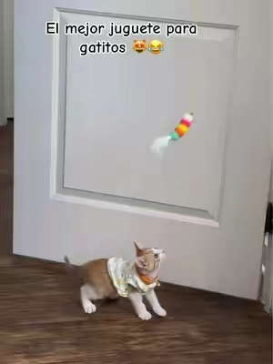 Para que gasten su energía allí y no en el sofá 😻😂  #cat #pet #gatos #mascotas #toys 