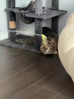 POV: You’re your cat now.#catpick #catmoms #catsofttiktok #cattoy 