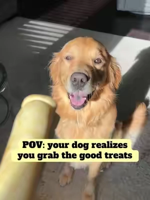Cheek rolls? Bobby realizes I pulled out the GOOD treats today! 😋 Made with all-natural, quality ingredients and designed to help support dental health while keeping those tails wagging. 🦷❤️ ✨ Long-lasting treats = happy pups + a little extra chew time! Bobby definitely approves! 🐶🐾 #dogtreat #aggressivechewer #dogsoftiktok #tiktokmademebuyit  @Wild Wolf Bully Sticks! We love these!