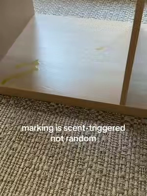 if your dog is marking inside, this is why and what actually helps 🐾 @Cooper & Gracie  #dogmusthaves #puppymusthaves #pottytrainninghacks 