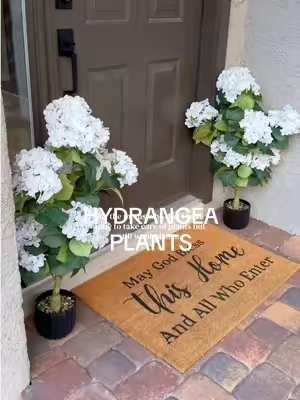 i can never keep my plants alive, so artificial plants have been the besttt for my home 🪴✨🤌🏻 #hydrangeas #porchdecor #homedecor #homeinspo #cozyhomedecor 