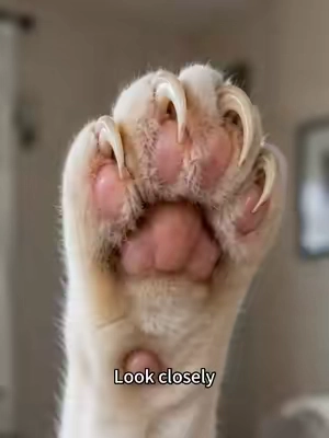 #catlover #DealsForYouDays #catsoftiktok #catnails #catnailtrim 