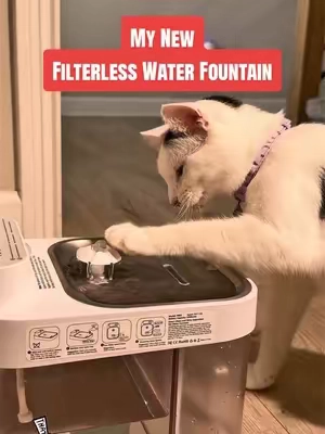 Cat Drinks from Filterless Water Fountain #cat #cats #cattok #gatos #gatosdetiktok 