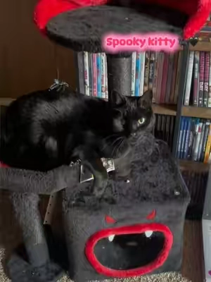 He’s so adorable 😭 #blackcat #cattree #spookyseason #gothic #cats 