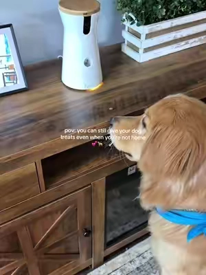 Dog moms, if you’re always wondering what your dog is doing when you’re not home, a Furbo dog camera makes checking in so easy. 🐶 With this pet camera for dogs, you can see your pup, talk to them, and even toss them a treat @Furbo Pet Camera #petproducts #dogaccessories #dogmom #petcamera #dog 