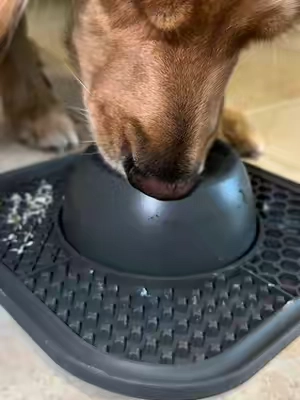This is such an amazing hack for getting your dog extra enrichment! #dog #dogsoftiktok #puppy #enrichment #enrichmentfordogs 