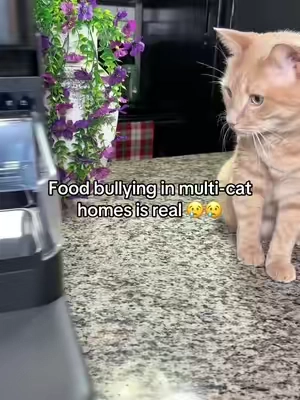 Food bullying in multi-cat homes is more common than people realize. This RFID automatic cat feeder only opens for the cat wearing the registered collar, so dominant cats and food thieves can’t steal meals anymore. It also closes when your cat walks away — which means no sneaking in after. Each cat gets their own portion, less stress, and calmer mealtimes. Perfect for multi-cat households, anxious eaters, and cats that eat too fast. Tip: add it to your cart to see available coupons. #tiktokshopcreatorpicks #summervibes  #summeressentials #BackToSchool #TikTokshopbacktoschool   