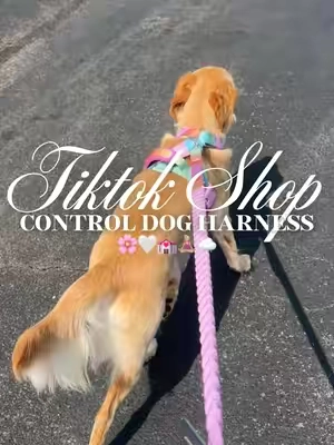Control dog harness 🌸🤍💒🧘🏼‍♀️☁️#fyp #dogharness #dogwalk #nopulldogharness #nopullharness 