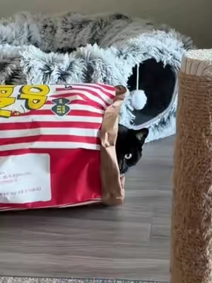 Crinkle Bag Cat Toy‼️ #cattok #catsoftiktok 