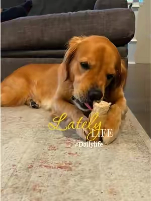 🐶💥 Does your pup destroy every chew you give them in minutes? 😩 Say hello to their new favorite chew! 🥜🦴 Our 4–6" Peanut Butter Collagen Cheek Rolls are extra-thick, single-ingredient chews made for aggressive chewers who need something a little tougher. 💪🐾 ✨ Longer-lasting chew time ✨ Extra-thick for powerful chewers ✨ Single ingredient ✨ Peanut butter flavor dogs love 🤎 ✨ Helps keep your pup happily occupied Less “gone in 60 seconds” and more happy chewing time! 😂🐕 Would your dog make this chew last? 👀👇 #BigDogs #AggressiveChewers #DogChews #CollagenChews          