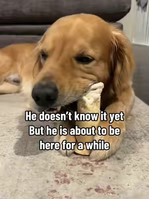 He doesn’t know it yet… but he’s about to be here for a while. lol If you’re interested in getting your pup one, tap the orange shopping cart. #BigDogs #AggressiveChewers #DogChews 