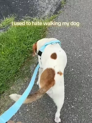 No we love our walks together #dring #dogfriendly #nopullharness #dogfriendlyco #bestdogharness 