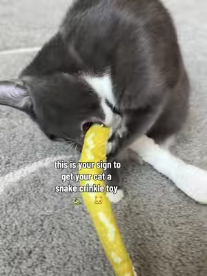 For chewing, kicking, playing and such a good deal right now (comes in a 2 pack) #cattoys #catenrichment #TikTokshopbacktoschool #BackToSchool #sohochic 