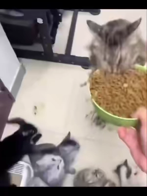 No hesitation 😂 #cat 