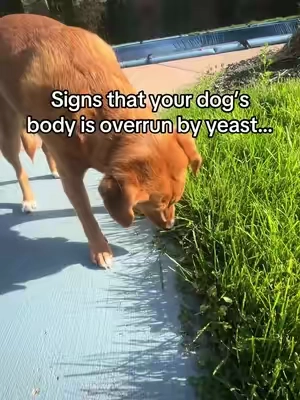 I finally found a solution that attacks the root of the problem instead of just masking it! My dog loves these probiotic chews! #dogprobiotics #probioticchewsfordogs #dogguthealth #doggutsupport #dogyeast 