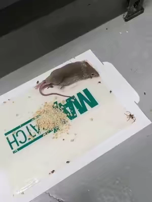 Estas trampas para roedores cucarachas y más son más seguras que insecticidas y más #trampa #raton #cucaracha #plagas #casa