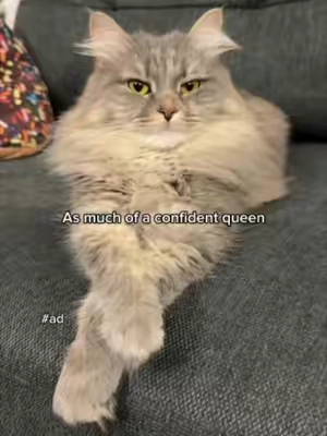 Doorbell? 🔔Delivery? 📦Unexpected visitor? 👀 For some cats, even little surprises can feel like a big deal. Thanks to @sprinklethesiberian for sharing how our Cat Calming Diffuser helps make home feel a little cozier. 🧡#Cat #CatTips #CatCalming