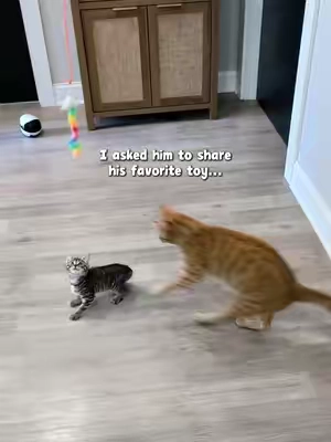 Took him a minute to be ok with sharing this toy with the foster babies. He still loves this thing a year later and the fosters always love it!  *always best to use any hanging/wand/string toys under supervision*  #interactivecattoy #automaticcattoy #doorcattoy #TikTokshopbacktoschool @Happycode #catenrichment 