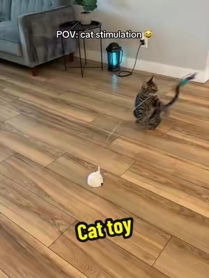 #cattoys #catlovers #cats 