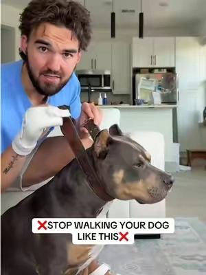 Change the way you walk your dog. You won’t regret it. #tiktokshopsummersale 