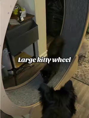 #catwheel #catexercisewheel #catowners #catsoftiktok #vevor 