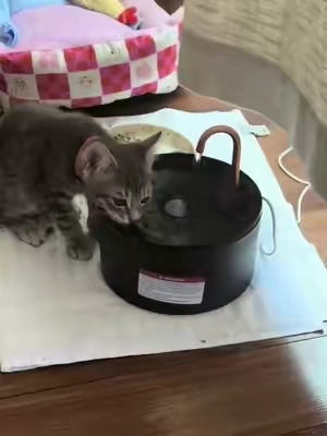 #catsoftiktok #catfountain #cats #kitty #kittens 